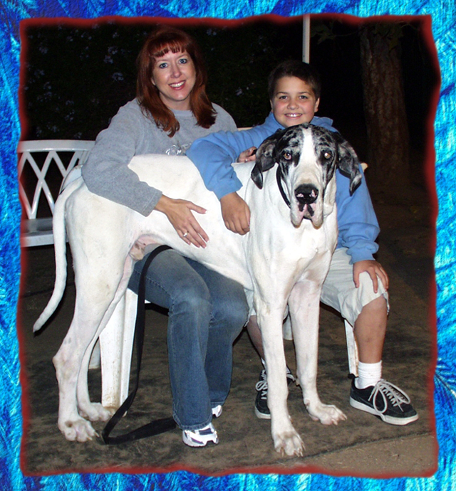 Sire a Great Dane adult